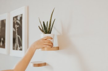 Unsplash ID mo8cVXGxTqI