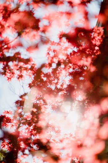 Unsplash ID mOALmYT5BO8