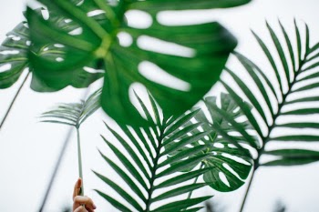 Unsplash ID Msoo0EfMl14