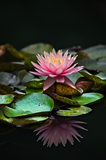 Unsplash ID MtRmdlbKYVA