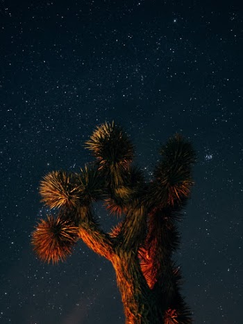 Unsplash ID mtvC6SM8fwM