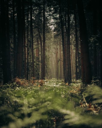 Unsplash ID mtZ_nK35Kmo