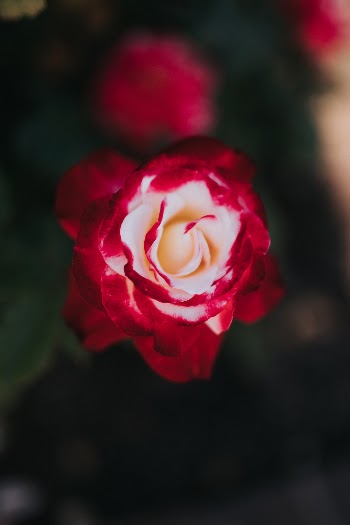 Unsplash ID MuQapz_QRvQ