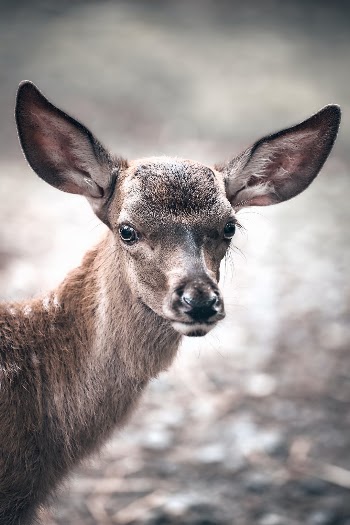 Unsplash ID mXNPlmi0qks