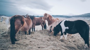 Unsplash ID N-bNpRhmh6w