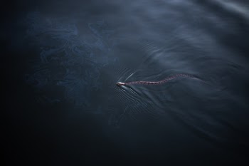 Unsplash ID n_dEPUaTAFk