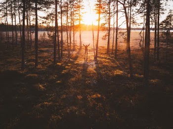 Unsplash ID n4Tczn9hobM