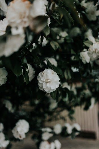 Unsplash ID N7x_-WvJC9U