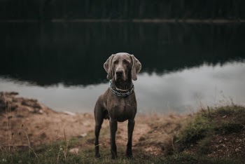 Unsplash ID _NdyDD-tZlM