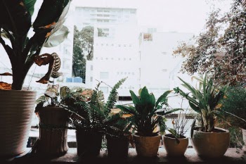 Unsplash ID nediNJWr3IY