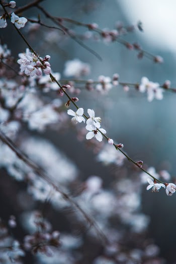 Unsplash ID NeIYTFQ9Mo0