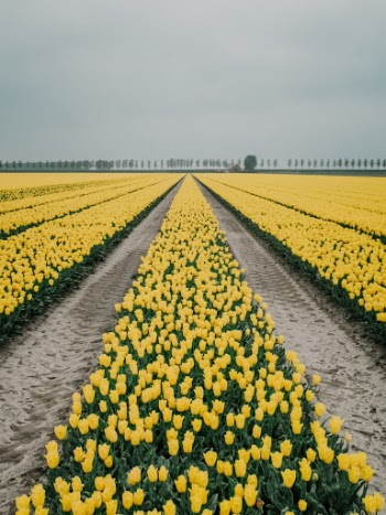 Unsplash ID nF0xGIHLfq4