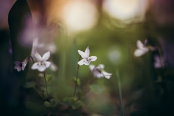 Unsplash ID NFfFRNKhx40