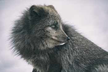 Unsplash ID NgeO4H0CUQM