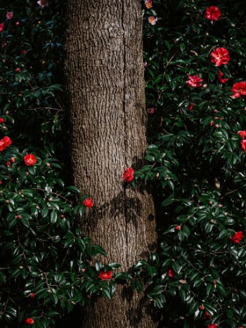 Unsplash ID nGiyi8N8-wU