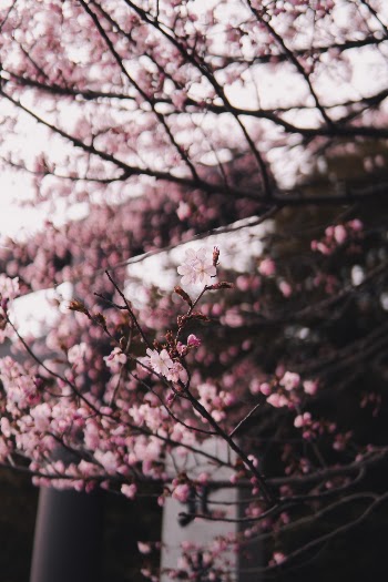 Unsplash ID ngt6rqlopvg