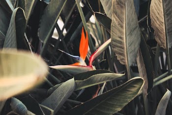 Unsplash ID NJY3uia5dqE
