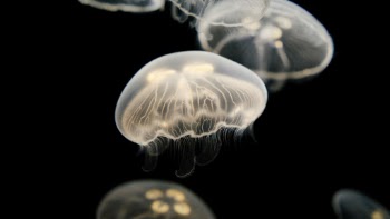 Unsplash ID nKV2acRrR9U