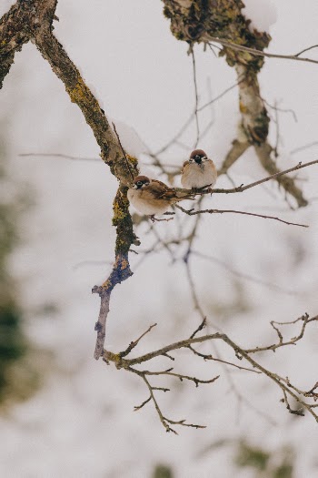 Unsplash ID NL1qbIwwASM