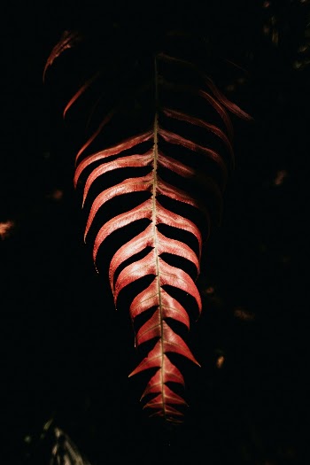 Unsplash ID NlABENP3B1E