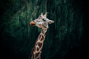 Unsplash ID no07bZEGsGs