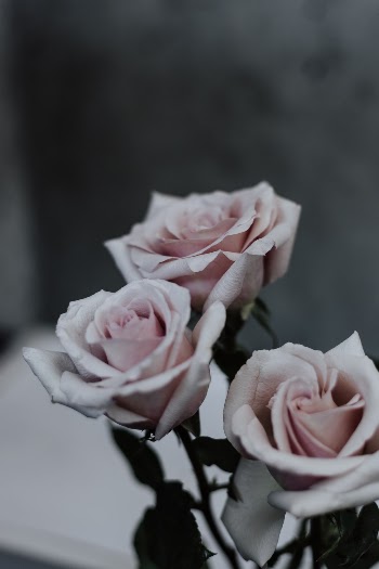 Unsplash ID nqBrALVnkEI