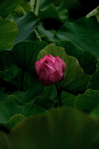 Unsplash ID NSc69gK3jk0