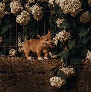 Unsplash ID nsw77EAhxZ8