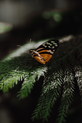 Unsplash ID NTWPWWpUE08
