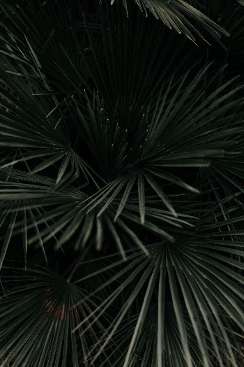 Unsplash ID nUrfdD3GQLU