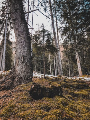 Unsplash ID NwWsBXZunuQ