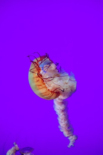 Unsplash ID nxHiV04HlQc
