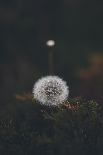 Unsplash ID nXNORZnWu5s