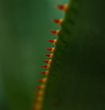 Unsplash ID nZ2yIwFMkGE