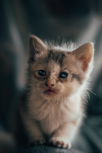 Unsplash ID O_ucqcb6Gu4