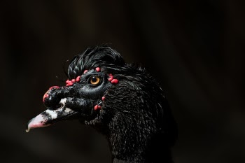 Unsplash ID O-XriFhXMw0