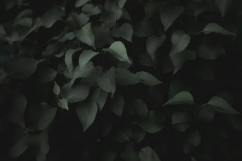 Unsplash ID O0JJMtM1EfU