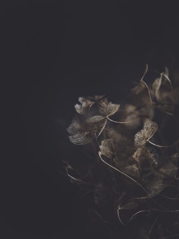 Unsplash ID o0UpbSgvr9A