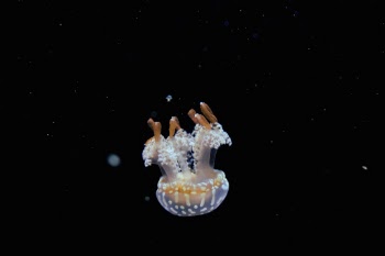 Unsplash ID O17rYkSBn44