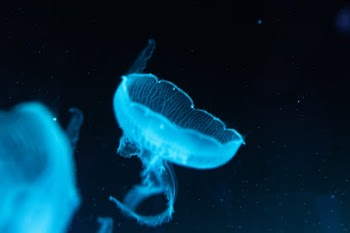 Unsplash ID O1EoYArYfqA