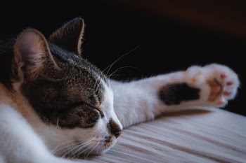 Unsplash ID o2BDg2rvmeM