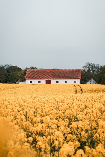 Unsplash ID O2K9FHJ7SQI