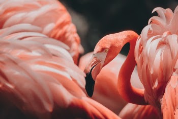 Unsplash ID o4Tc9wRMVVM