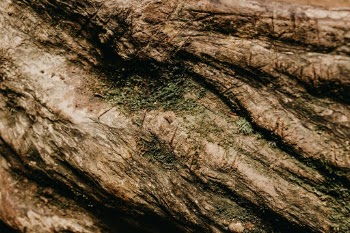 Unsplash ID O8g_ePGpcNU