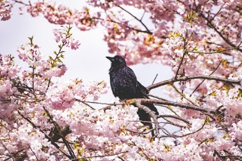 Unsplash ID o9wMDPHaPKQ