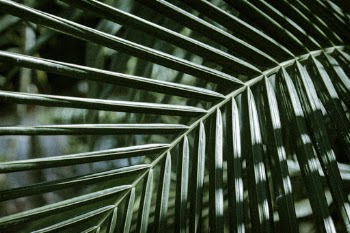 Unsplash ID ObtrG1UaVP0