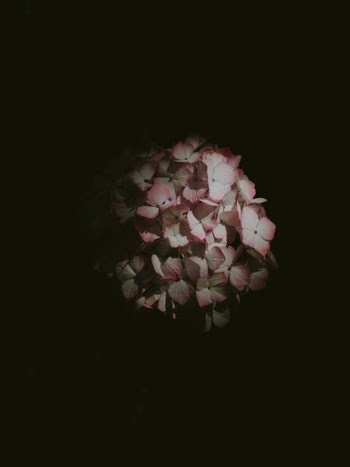 Unsplash ID Oc1bTDcP-xk