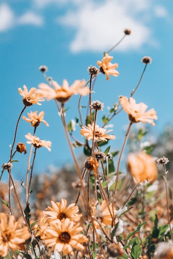Unsplash ID OglDSoHjZw4