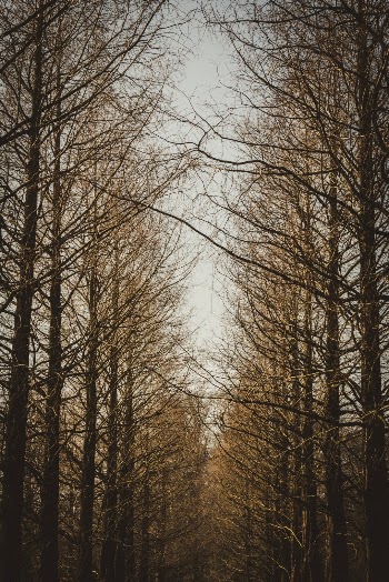 Unsplash ID ojCO1tFX8qA