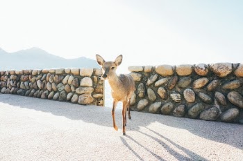 Unsplash ID OLyGwdOWFUs